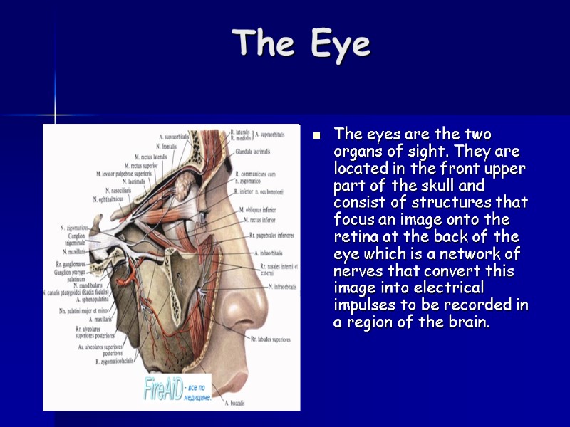 The Eye  The eyes are the two organs of sight. They are located